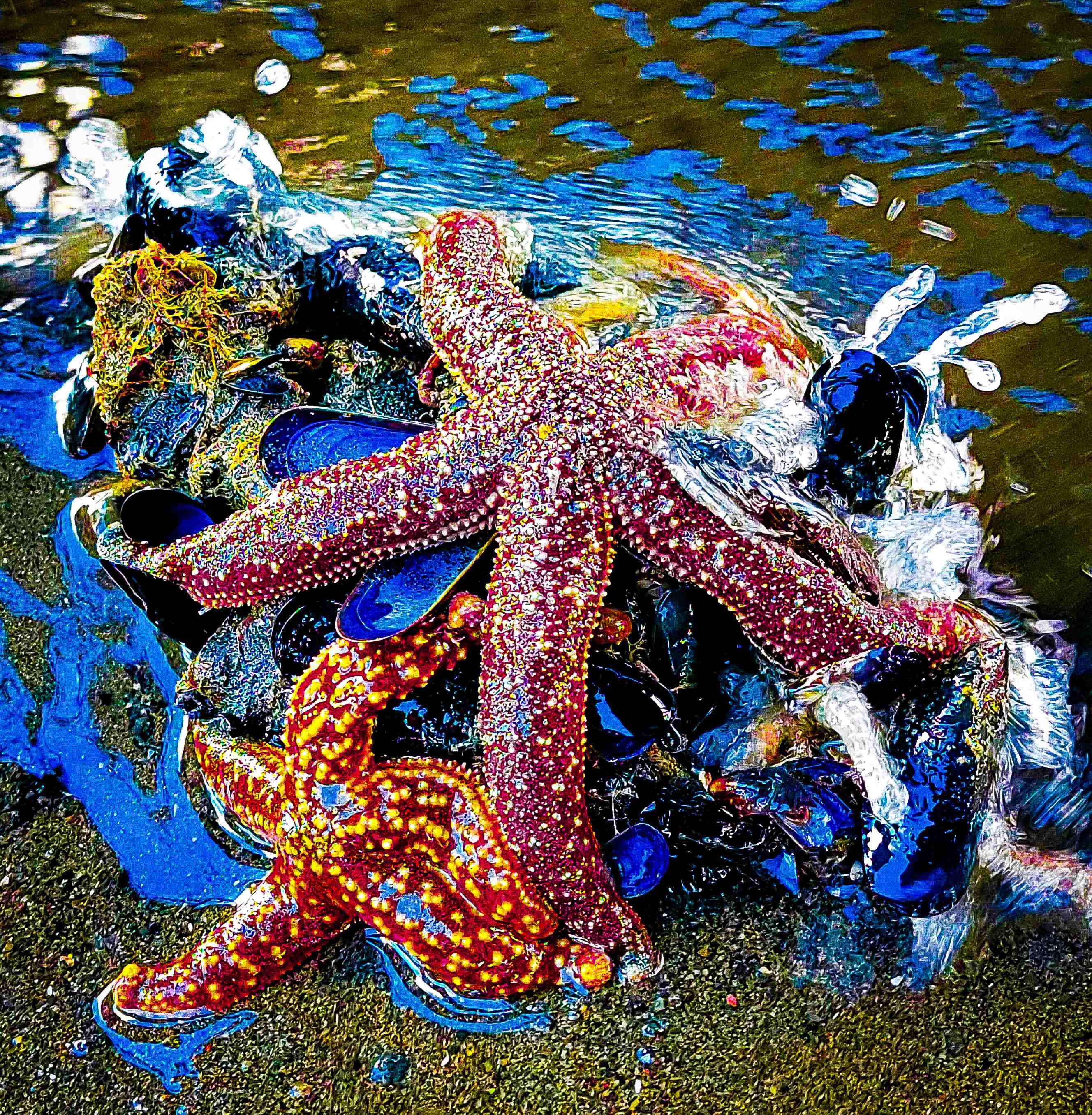starfish on sand edited